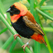 Northern Red Bishop