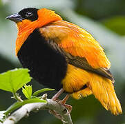 Southern Red Bishop