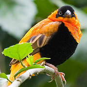 Southern Red Bishop