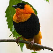 Southern Red Bishop