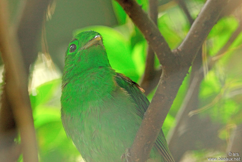 Green Broadbill, identification