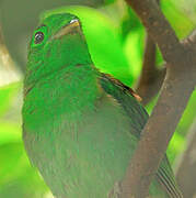 Green Broadbill