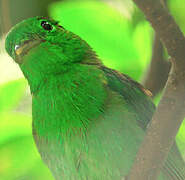 Green Broadbill