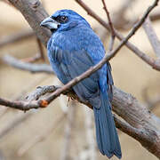 Ultramarine Grosbeak