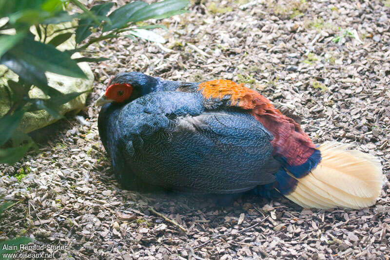 Faisan à queue rousse