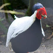 Silver Pheasant