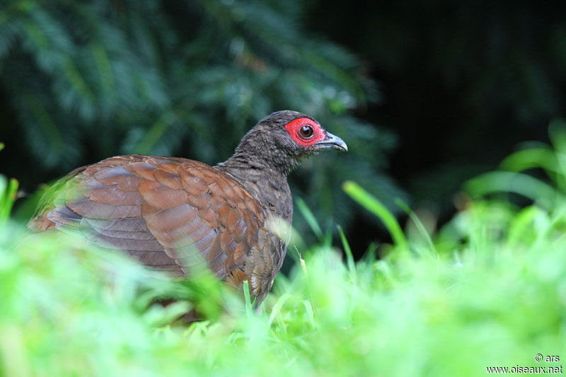 Edwards's Pheasant, identification