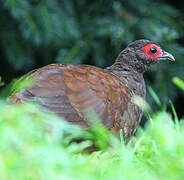 Edwards's Pheasant