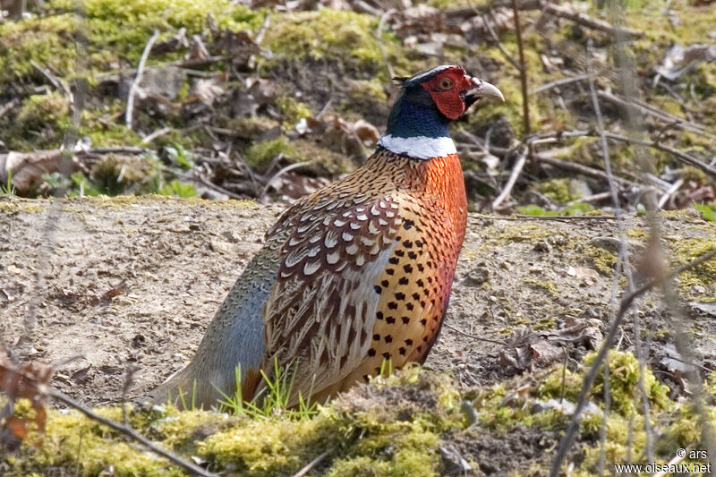 Common Pheasant male adult, identification