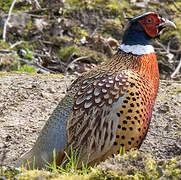 Common Pheasant