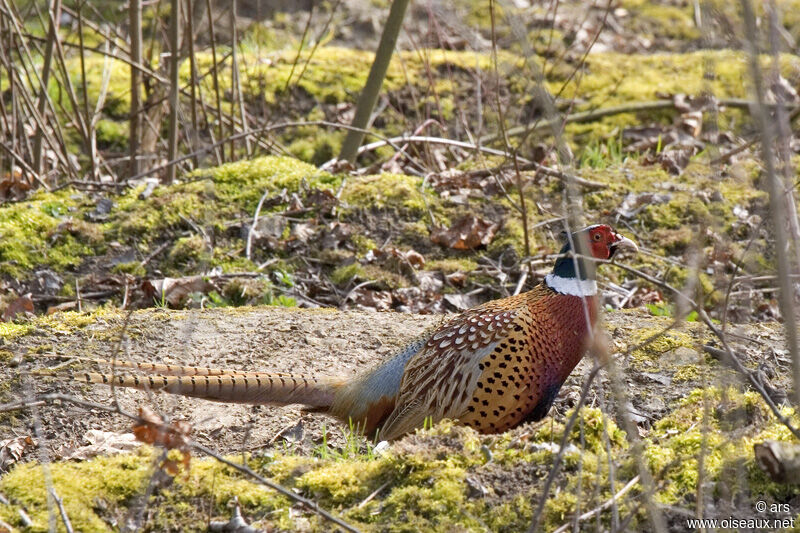 Common Pheasant, identification