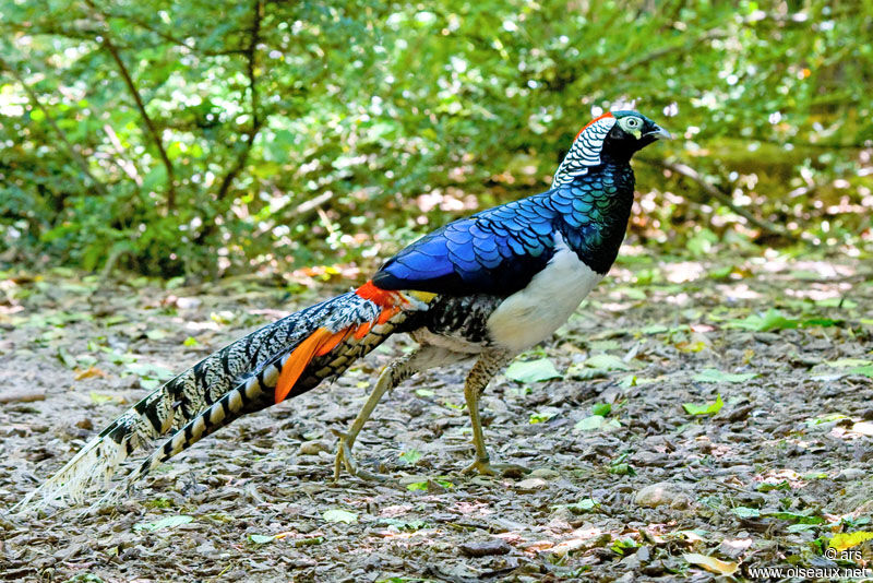 Faisan de Lady Amherst mâle, identification