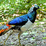 Lady Amherst's Pheasant