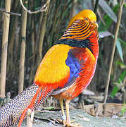 Golden Pheasant