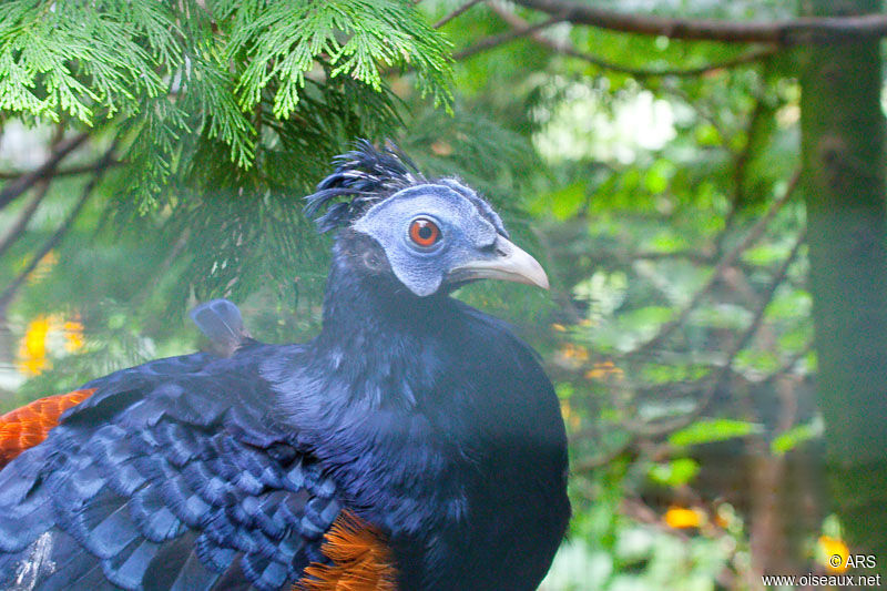 Bornean Crested Fireback male