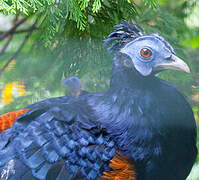 Crested Fireback