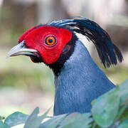 Siamese Fireback