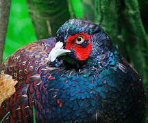 Green Pheasant