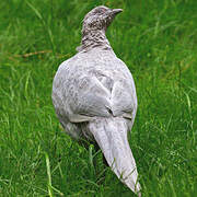 Green Pheasant