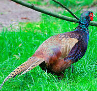 Green Pheasant