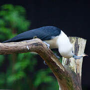 Sickle-billed Vanga