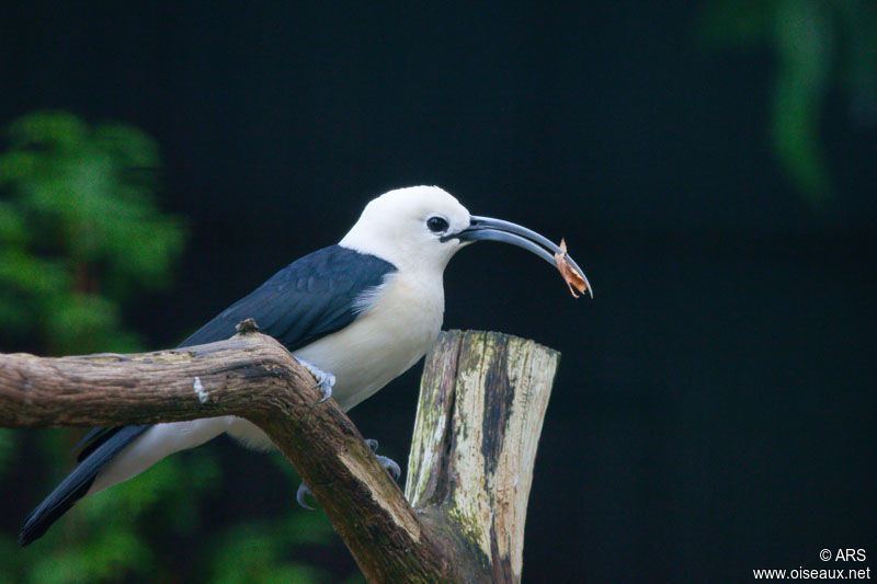 Sickle-billed Vanga, identification