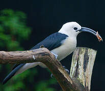 Sickle-billed Vanga