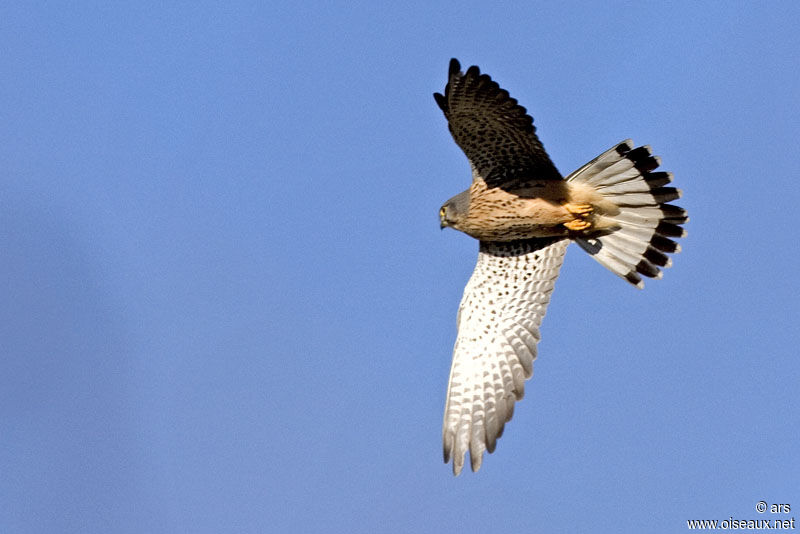 Common Kestrel, Flight