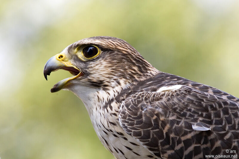 Saker Falcon, song