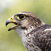 Saker Falcon