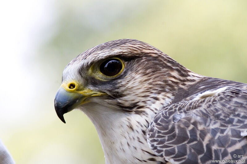 Saker Falcon, identification