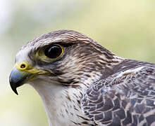 Saker Falcon