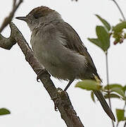 Eurasian Blackcap