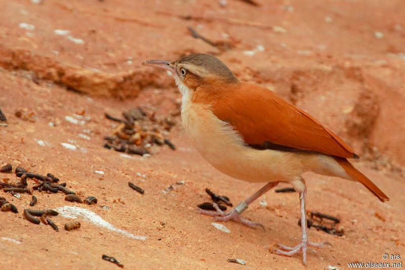 Pale-legged Hornero, identification