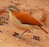 Pale-legged Hornero