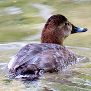 Common Pochard