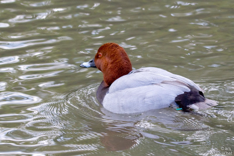 Common Pochard male, identification