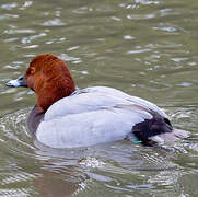 Common Pochard