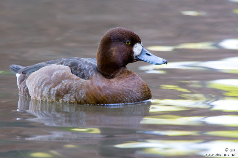 Greater Scaup female adult, identification