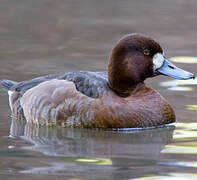 Greater Scaup