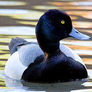 Greater Scaup