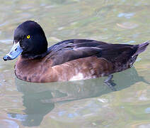 Tufted Duck