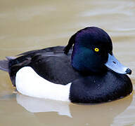 Tufted Duck