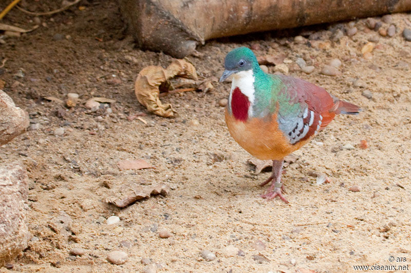 Mindanao Bleeding-heart, identification