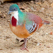 Mindanao Bleeding-heart