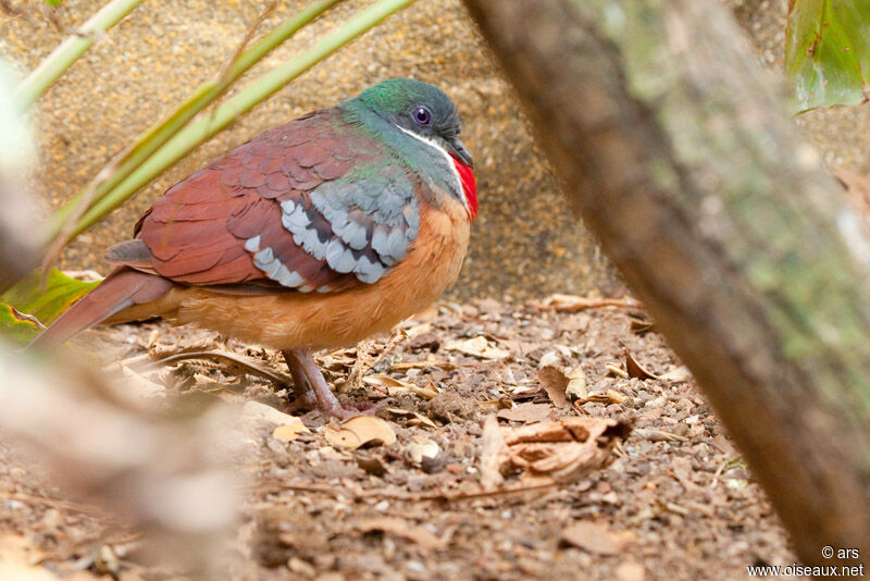 Gallicolombe de Bartlett, identification