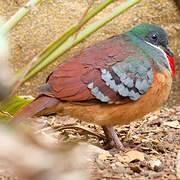 Mindanao Bleeding-heart