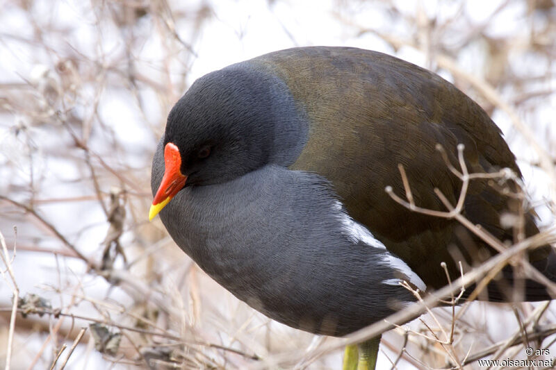 Gallinule poule-d'eau, identification