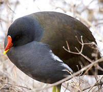 Gallinule poule-d'eau