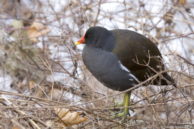 Common Moorhen, identification